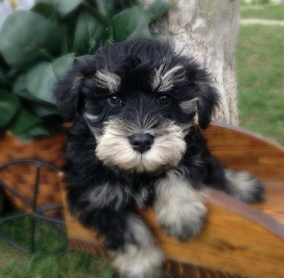 Mini Schnoodle, Schnoodle Puppy, Schnauzer Grooming, Schnauzer Mix, Mini Schnauzer Puppies, Schnauzer Art, Schnauzer Puppies, Miniature Schnauzers, Designer Dogs