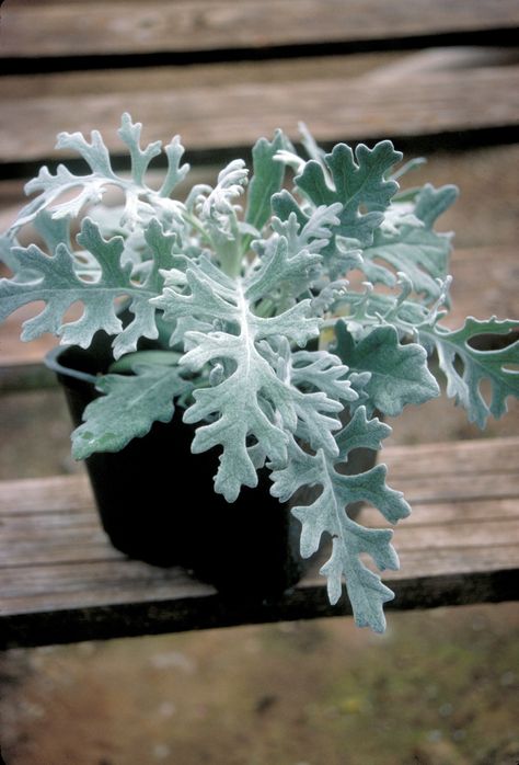 Dusty Miller ( Centaurea cineraria) Lei Dusty Miller Plant, Silver Plants, Silver Plant, Tattoo Reference, Natural Christmas Decor, Plant Tattoo, Dusty Miller, Moon Garden, Natural Christmas