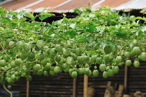 Growing Passion Fruit, Fruit Garden Design, Passionfruit Flower, Passionfruit Vine, Passion Fruit Plant, Growing Fruit Trees, Organic Mulch, Veg Garden, Growing Fruit