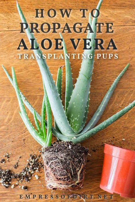 Aloe Vera: How To Propagate New Plants From Pups Propagating Aloe Vera, Propagating Aloe, Propagate Aloe, Propagate Aloe Vera, Aloe Vera Uses, Grow Avocado, Rooting Hormone, Small Flower Pots, Aloe Vera Plant