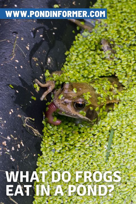 Guide to a frog's diet in ponds, with information on frog cannibalism, whether you should feed frogs or not, the best time to observe hungry frogs, and more! Frog Pond Diy, Small Frog Pond, Frog Pond Ideas, Frog Ponds Backyard, Diy Frog Pond, What Do Frogs Eat, Toad Pond, Toad Garden, Pond Frog