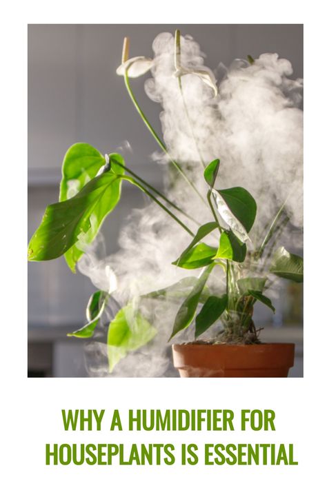 Humidifier For Houseplants