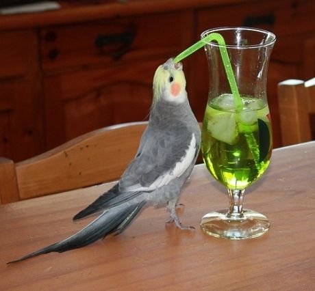 Fail: actually more like a SUCCESS. Get your drink on, little guy. | 15 Animals That Have Committed Huge Pinterest Fails Chien Golden Retriever, Bird Quotes, Funny Parrots, Funny Birds, 웃긴 사진, Pet Bird, Bird Pictures, Pretty Birds, Cute Birds