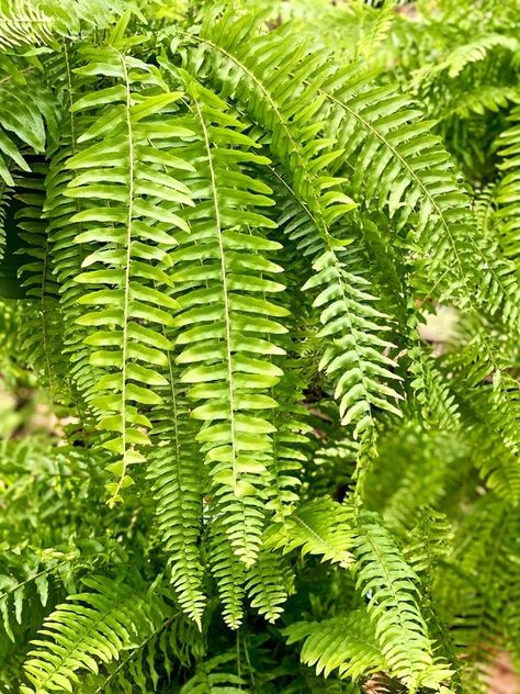 Boston Fern Ferns Care, Boston Fern, Fern Plant, Yellow Leaves, Healthy Plants, Garden Center, Bright Green, Time Travel, Fern