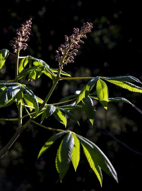 14 Louisiana native plants to add to your garden | Home/Garden | nola.com Native Plant Garden, Spring Flowering Trees, Native Plant Landscape, Shade Grass, Native Plant Gardening, Grasses Landscaping, Shade Perennials, Plant Garden, Edible Landscaping