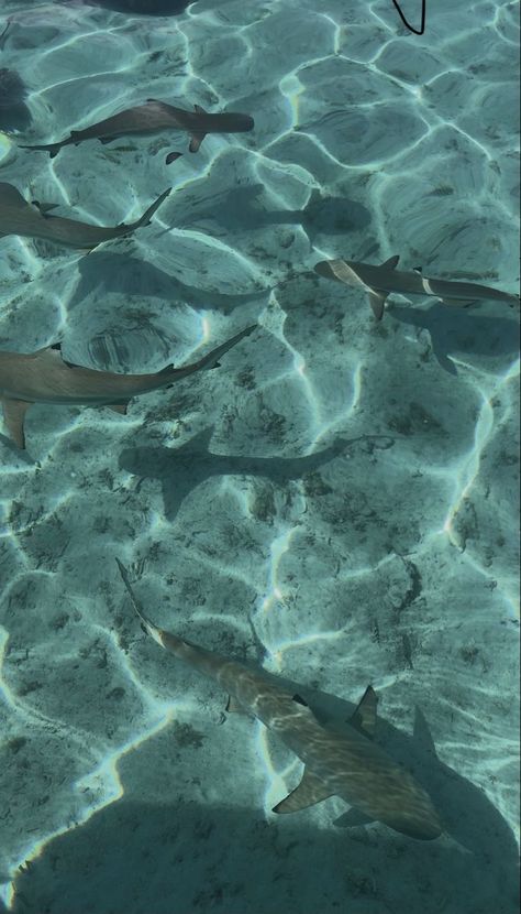 Sharks In Water Aesthetic, Sea Animals Background, Ocean Athstetic, Shark Aethestic, Cute Shark Background, Shark Phone Widgets, Ocean Aesthetic Animals, Wallpaper Backgrounds Shark, Swimming With Sharks Aesthetic