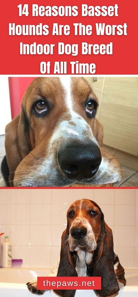 Basset Hounds are atrocious animals. They are the worst indoor dog breed. Don't believe these words? Here are 13 reasons why! Basset Hound Pumpkin Carving, Basset Hound Aesthetic, Miniature Basset Hound, Basset Hound Funny, Hound Dog Breeds, Basset Hound Puppy, Hound Puppies, 13 Reasons Why, Basset Hound Dog