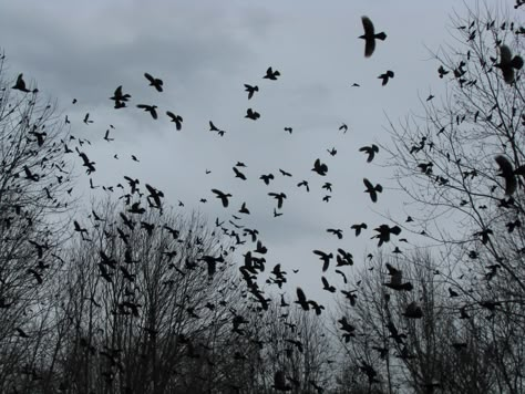 Blackbird Aesthetic, Crow Bird Aesthetic, Flock Of Ravens, The Raven Aesthetic, Ravens Aesthetic, An Enchantment Of Ravens Aesthetic, Raven Aesthetic, Crow Aesthetic, Ravens