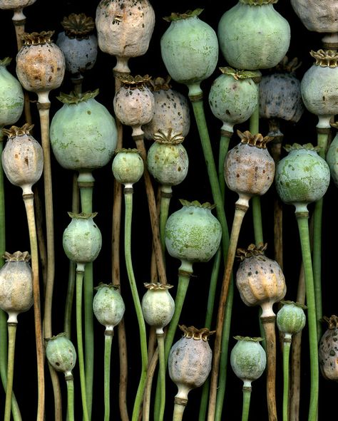 54534-20 Papaver somniferum by horticultural art, via Flickr    (four of swords) Poppy Pods, Seed Pods, Natural Forms, Patterns In Nature, Plant Life, Horticulture, Shades Of Green, Flower Power, Sake