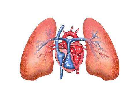 The blood flow in the pulmonary and systemic circuits Pulmonary Circulation, Anatomy Stickers, Brain Storm, Organ Donation, Heart And Lungs, Breath In Breath Out, Lungs, Blood Flow, The Body