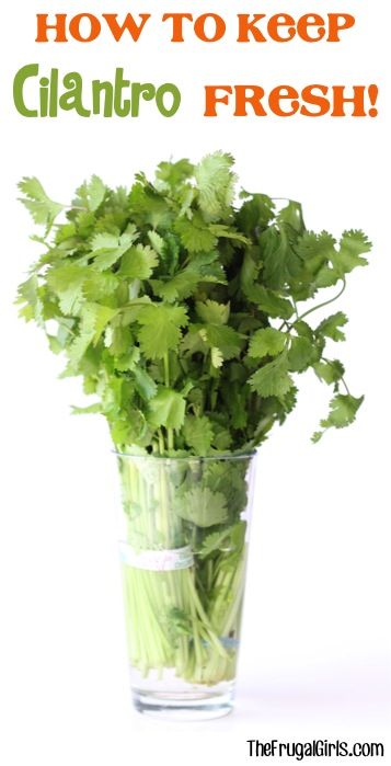 How To Keep Cilantro Fresh In Fridge, Cilantro In Water, Cilantro Lime Rice Recipe, Fruit Fresh, Frugal Girls, Lime Rice, Fresh Asparagus, Little Kitchen, Tapenade