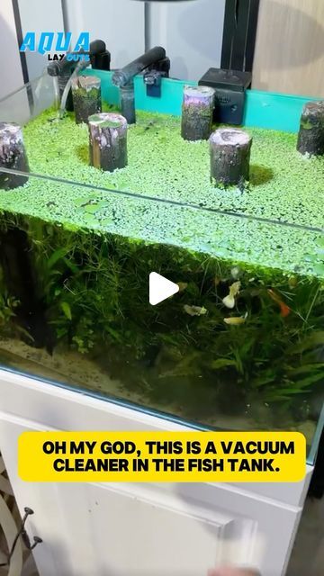 Aqua Layouts on Instagram: "Does your aquarium have them? #fish #fishtanks #fishlover #aquarium #viral #viralvideos #reels #aquariumfish #planttank" Cold Water Aquarium Fish, Fishtank Diy Decor, Diy Fish Tank Ideas, Fish Tank Setup Ideas, Hexagon Fish Tank, Lego Fish, Turtle Aquarium, Aquarium Set, Fish Tank Terrarium