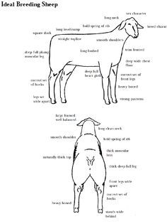 Katahdin Sheep, Livestock Showing, Livestock Judging, Precision Agriculture, Vet Medicine, Livestock Farming, Show Cattle, Agriculture Education, Showing Livestock