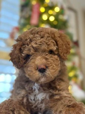 Mini Goldendoodle Full Grown, Goldendoodle Full Grown, Mini Goldendoodle, Golden Doodle, Cute Little Puppies, Little Puppies, Goldendoodle, Doodles, Puppies