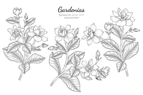 Flores y hojas de gardenias dibujadas a ... | Premium Vector #Freepik #vector #hojas-vintage #ramas-vintage #plantas-vintage #flores-lineas Gardenia Line Drawing, Gardenia Drawing, Botany, Flower Drawing, Line Drawing, Premium Vector, Google Search, Drawings, Flowers