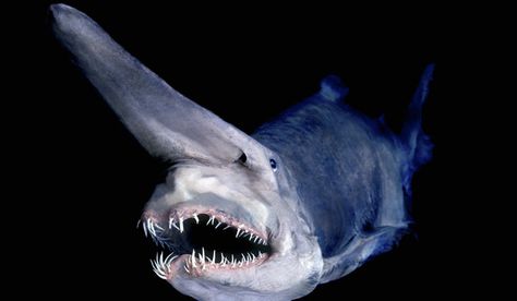 A collection of creatures from the deep dark depths of the ocean. Some look odd, others look downright terrifying! Deep Sea Sharks, Deep Sea Life, Goblin Shark, Creepy Animals, Types Of Sharks, Creature Marine, Living Fossil, Marianas Trench, Deep Sea Creatures