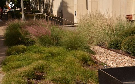 Grow a Bunch of Native Grasses & Sedges! | Central Texas Gardener California Native Grasses, Lindheimer Muhly, Central Texas Landscaping, Ranch Landscape, Spa Garden, Replace Lawn, Native Plant Landscape, Texas Landscaping, Mexican Feather Grass