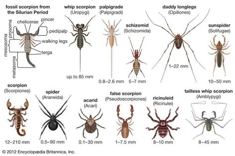 Ricinuleid | arachnid order | Britannica Creature Ideas, Types Of Spiders, Insect Collection, Arthropods, North And South America, Arachnids, Zoology, Creative Thinking, Spiders