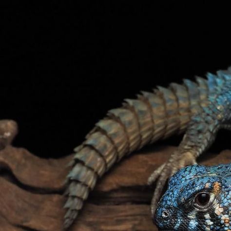 The Reptile Report on Instagram: "Incredible colors on this Saudi Arabian ornate spiny-tailed lizard photographed by @my_reptile_diary_! 💙🔥 

TRR is made possible by @exoticsunlimitedusa 

#saudiarabianornatespinytailedlizard #uromastyxornataphilbyi #uromastyxphilbyi #spinytailedlizard #uromastyx #uromastyxofinstagram #uromastyxlizard #lizard #lizards #lizardsofinstagram #reptiles #reptile #reptilesofinstagram #reptilepets #reptilefanatics #reptilephotography #reptilekeeper #herpetology #herpetoculture #thereptilereport #thereptilereportofficial" Uromastyx Lizard, Reptiles Pet, Lizards, Amphibians, Reptiles, The Incredibles, On Instagram, Quick Saves, Color