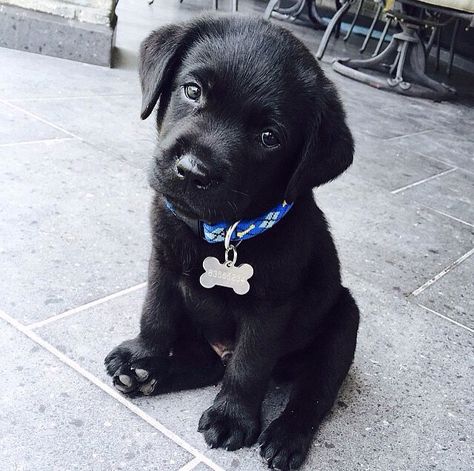 Black dog being cute Labrador Nero, Cute Labrador Puppies, Black Labrador Puppy, Labrador Puppies, Black Puppy, Lab Puppy, Black Lab Puppies, Labrador Retriever Puppies, Lab Puppies