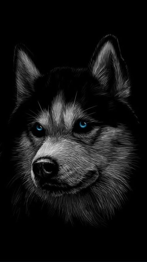 MuchaTseBle | Black paper drawing, Abstract lion, Beautiful dogs Husky Dogs Wallpaper, Husky Wallpaper, Golden Retriever Accessories, Tattoo Wolf, Wolf Sketch, Wild Animal Wallpaper, Hd Dark Wallpapers, Eagle Wallpaper, Black Paper Drawing