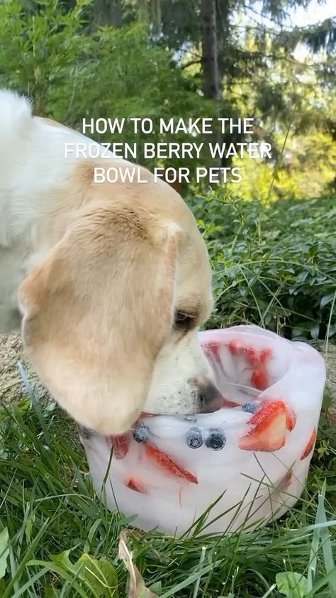 Here are the instructions for the popular ice water bowl! I originally showed it with my chickens, but my dog loves it too! Have questions, please let me know 🐶 #dogsofinstagram #crazychickenlady #beaglesofinstagram #lemonbeagle #crazydogmom #cutepuppy | Little Pine Learners | thewildwoods · Original audio Frozen Water Bowl For Dogs, Frozen Fruit Bowl For Dogs, Ice Bowl For Dogs, Kids Nature Activities, Berry Water, Fruits For Dogs, Pet Diy, Ice Bowl, Dog Water Bowls