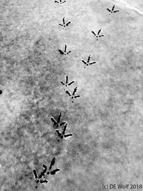 Turkey Tracks, Snow Images, Daily Walks, Snow Art, Animal Tracks, Wild Turkey, Big Animals, Rare Birds, Farm Yard