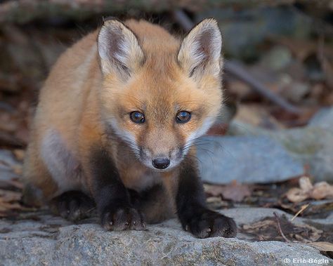 Fox Pups, Fox Spirit, Pet Fox, Baby Fox, Red Fox, Forest Animals, Spirit Animal, Cute Baby Animals, Cute Puppies