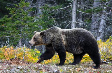 Grizzly Bear  photographed at Peter Lougheed Provincial Park, Canada Bear Side Profile, Bear Side Profile Drawing, Grizzly Bear Portrait, Bear Close Up, Kermode Bear, Standing Grizzly Bear, Grizzly Bear Side View, Dragon Zodiac, Bear Tattoo