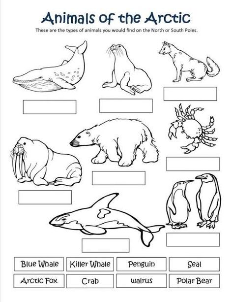 Arctic Animals Printables, Arctic Animals Preschool, Polar Bear Coloring Page, Arctic Habitat, Animals Preschool, Animal Lessons, Animals Coloring Pages, Animal Printables, Animal Worksheets