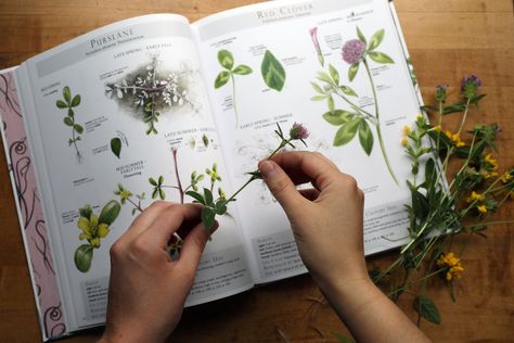 Making Educated Plant Choices: Plant Families and Allergens Mountain Rose Herbs Recipes, Herbal Education, Helichrysum Italicum, Oregon Grape, Fire Cider, Mountain Rose, Mountain Rose Herbs, Organic Herbs, Herbal Medicine