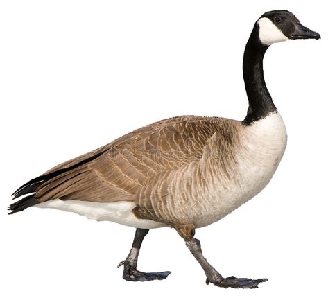 Canadian Goose. Isolated on white , #Ad, #Goose, #Canadian, #white, #Isolated #ad Goose Goose Duck, Happy Morning Images, Geese Breeds, Goose Drawing, Goose Tattoo, Goose Recipes, Game Cute, Untitled Goose Game, Matching Tats