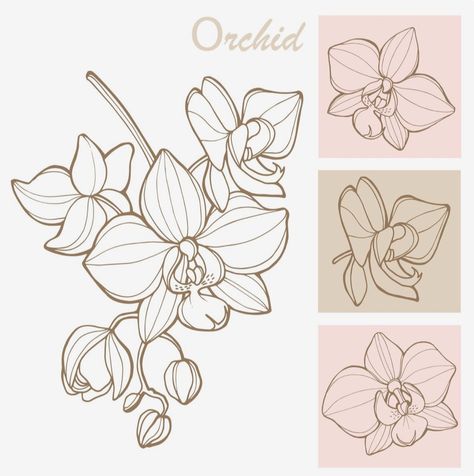 Orchid Illustration Vector, Orchid Line Art, How To Draw Orchids, Orchid Art Painting, Orchid Drawing Simple, Exotic Flowers Drawing, Orchid Line Drawing, Orchid Flower Drawing, Fine Line Orchid Tattoo