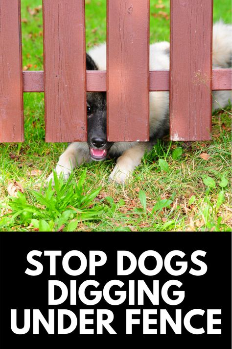 A fence is meant to provide a safe place for your pets to roam, but when they start digging under the fence, it can be worrying! Here, we share how to stop a dog from digging under a fence! Read more at OwnTheYard.com! Dog Digging Under Fence Prevent, Anti Dig Dog Fence, Electric Fence For Dogs, Dog Digging Under Fence, Rv Dog Fence, Dog Proof Fence, Dogs Digging Holes, Stop Dogs From Digging, Dog Repellent Spray