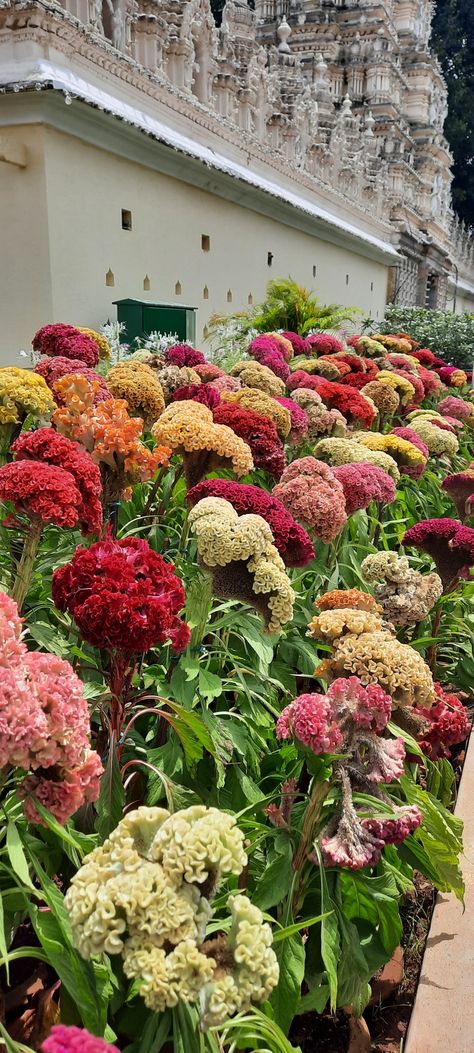 Celosia Flower Landscaping, Cockscomb Flower Garden, Coxcomb Flower, Celosia Bouquet, Coxcomb Flowers, Celosia Cristata, Celosia Flower, Cat Safe Plants, Wedding Graphics