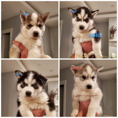 Husky puppy for sale 8 weeks old Husky Puppies For Sale, Husky Puppies, Pet Snake, Siberian Husky Puppies, Puppy For Sale, Husky Puppy, Siberian Husky, Classified Ads, Puppies For Sale