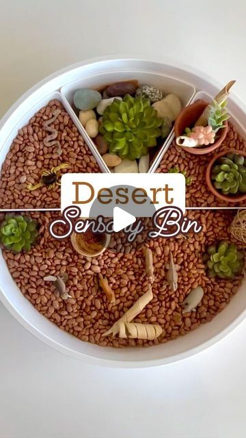 Jessica Telgenhoff on Instagram: "🌵From prickly cacti to playful desert critters, join us on a journey through the sandy wonderland! 🌵🐾 #DesertDelights #playful #play #sensory #sensorybinideas #sensoryplay #sensoryactivities #lovegrowplay" Desert Sensory Play, Desert Sensory Bin, Flowers Meadow, Prickly Cactus, Blue Birds, Sensory Bins, Sensory Activities, Sensory Play, Blue Bird