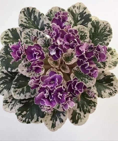 Dark Green Plain, Blackberry Farms, Violet Leaves, African Violets Plants, Violet Plant, Ruffle Flower, African Violet, Fruit Plants, Real One