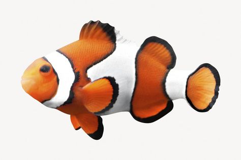 Fish White Background, Surrealism Fashion, Fish Sides, Nemo Fish, Flat Fish, Real Fish, Fish Icon, Water Animals, Clownfish