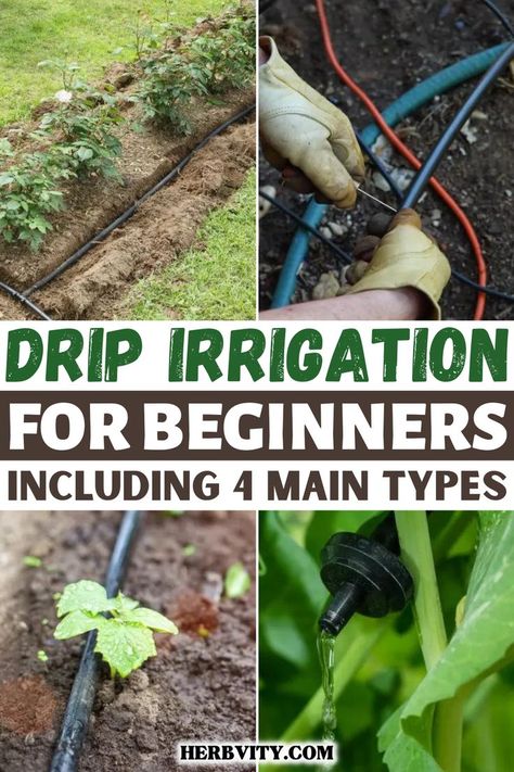 There are 4 main types of drip irrigation systems: emitter, tape, micro and soaker hoses. Each has its own benefits to consider when choosing the right one for your garden or flower bed. This guide will help you understand what each of these is about so that you can make an informed decision about which method is best for your situation. Drip Irrigation System Design, Soaker Hose Irrigation, Raised Bed Garden Layout, Irrigation System Diy, Irrigation Diy, Backyard Water Fountains, Drip Irrigation Diy, Irrigation Methods, Growing Vegetables At Home