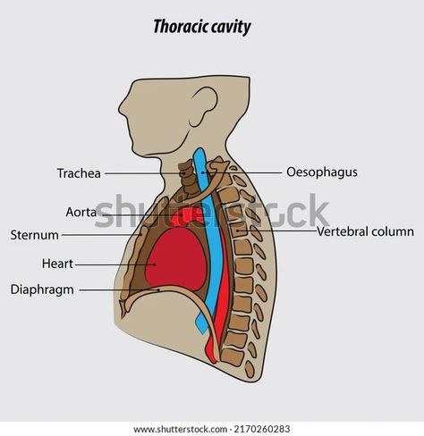 Thoracic cavity  illustration drawing labeled diagram Chest Cavity Drawing, Thoracic Cage Anatomy, Human Alimentary Canal Diagram Drawing, Labeled Muscle Diagram, Thoracic Cavity, Science Notes, Anatomy Drawing, Cavities, Image Illustration