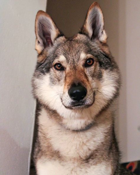 Czechoslovakian Wolfdog Puppy, Tamaskan Dog Czechoslovakian Wolfdog, Tamaskan Dog, Cat Breeds List, Czechoslovakian Wolfdog, Majestic Nature, Dogs Video, All Cat Breeds, Ibizan Hound