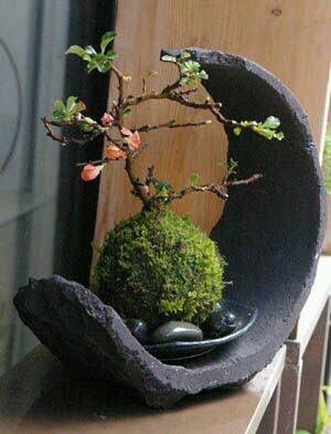 Bonsai with moss Japanese Moss Balls, Winter Container Gardening, Moss Ball, نباتات منزلية, Deco Nature, Moss Garden, Moss Balls, Bonsai Art, Miniature Trees