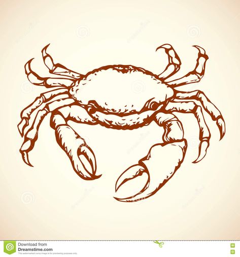 Crab Stock, Crab Cartoon, Crab Illustration, Ocean Drawing, Crab Art, Crab Claw, Drawing Hair Tutorial, Sketchbook Cover, Beauty Art Drawings