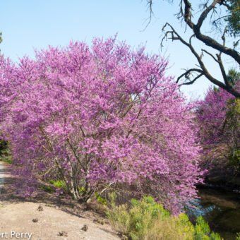 California Native Color Garden - Inland Valley Garden Planner Cercis Occidentalis, Western Redbud, Desert Willow, Waterwise Garden, Redbud Tree, California Native Plants, Butterfly Plants, Organic Mulch, Blue Plants