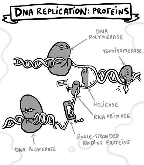 DNA REPLICATION: NOT YOUR OFFICE PHOTOCOPIER | SCQ Dna Replication Notes, Replication Of Dna, Science Sketch, Biology Jokes, Learn Biology, Science Comics, Biology Humor, Dna Replication, Study Biology