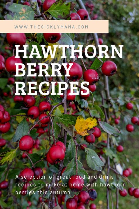 How To Dry Hawthorn Berries, Hawthorne Berry Recipes, Hawthorn Berry Recipes, Hawthorn Berry Benefits, Hawthorn Recipes, Aronia Berry Recipes, Hawthorne Berries, Herbal Properties, Hawthorn Berries