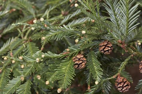 Coast Redwood Sequoia sempervirens 20 fresh seeds | Etsy Sequoia Sempervirens, Coastal Redwood, Coast Redwood, Coastal Plain, Conifer Trees, Plant Wishlist, Redwood Tree, Cold Frame, Southern Oregon