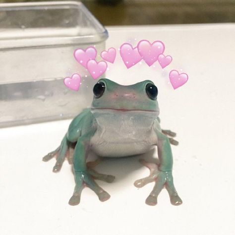 Fairy Animals Aesthetic, Fairy Animals, Animals Aesthetic, Cute Frog, A Frog, Aesthetic Summer, Valentines Day, Valentines, Animals