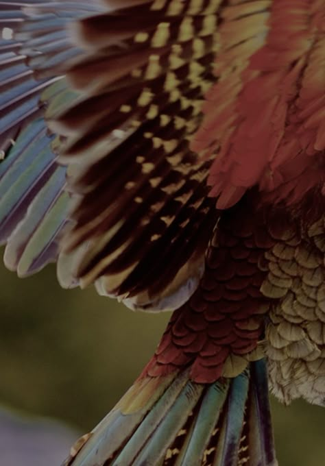 Kea birb wing Grian Hermitcraft Aesthetic, Dragon Wing Aesthetic, Avian Aesthetic, Wing Astethic, Wing Aesthetic, Red Pirate Aesthetic, Bird Wing Aesthetic, Bird Wings Aesthetic, Parrot Aesthetic